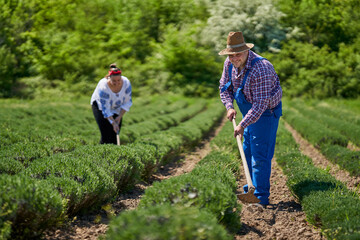Farmers family weeding the lavender field