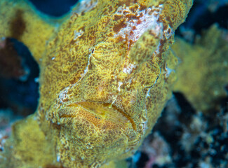 Yellow frogfish close up the Maldives