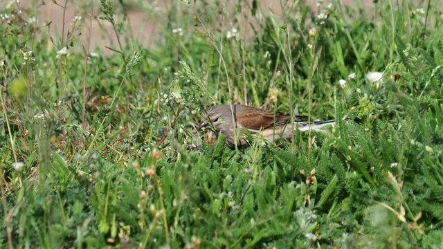 The common linnet bird feeding on the ground, Linaria cannabina