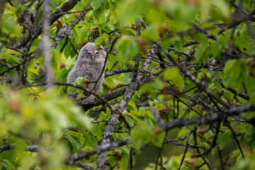 Young tawny owl . Strix aluco . Waldkauz juvenil 