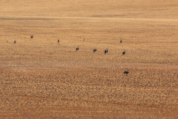 group of oryx descending mountain to drink in namibia