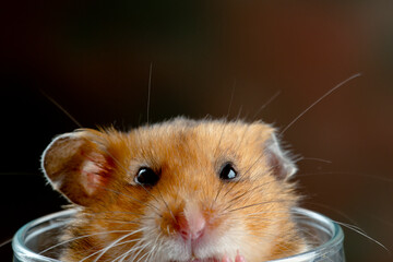 Cute Hamster studio shot