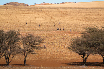 group of oryx descending mountain to drink in namibia