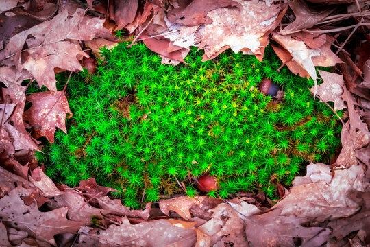 Close-up view of a patch of fresh, green common haircap moss surrounded by leaves and found in a German forest