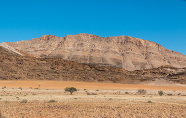 Fototapeta na wymiar lone tree standing in front of dry mountain landscape in namibia