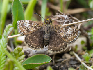 Dingy Skipper Resting on the Ground