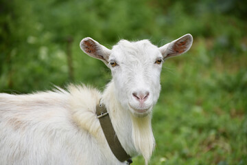 Fototapeta premium Portrait of white goat,rural wildlife photo