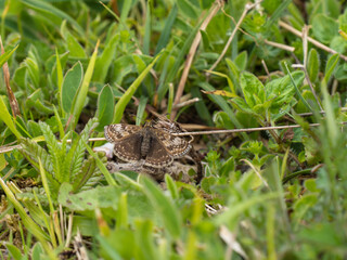 Dingy Skipper Resting on the Ground