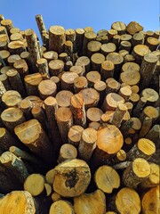 lot of sawn wooden logs in the daytime photo