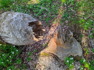 tree gnawed by beavers in the forest in the daytime in spring