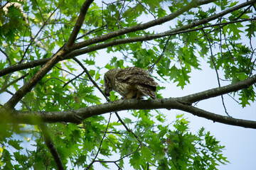 Baby owl eating a mouse