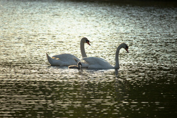 Silhouette of three swans in the twilight lake