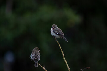 birds