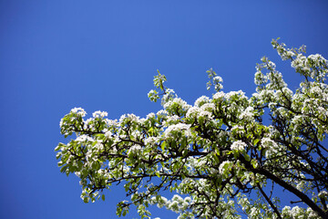 Blooming pear branch against the blue sky