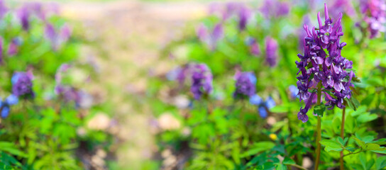 Purple flowers with lush greenery in an open area. A path among blooming plants in the forest. Beautiful spring landscape.