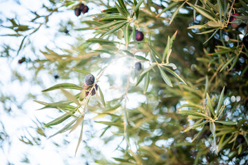 several black olives on the branches of the olive tree at noon