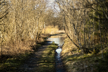 Fototapeta na wymiar narrow countryside forest road with gravel surface