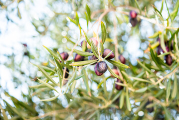 several black olives on the branches of the olive tree at noon