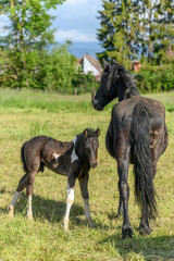 Foal with its mother in a pasture.