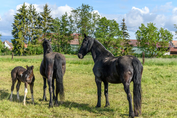 Foal with its mother in a pasture.