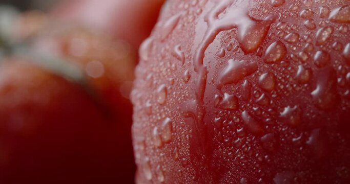 Close up shot of tasty fresh organic tomato. Water drop slowly falling from juicy vegetable. Foof and drink, vegetarian products 4k footage