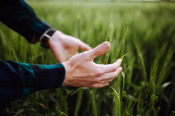 Spikelets of wheat in hands. The man is holding wheat. Green wheat field. Spring landscape. Hand of a farmer touching ripening wheat ears in early summer.