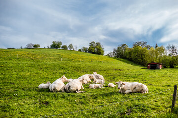 Fototapeta na wymiar Kühe und Kälber liegen auf der Weide