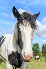Portrait of an irish cob horse with blue eyes.