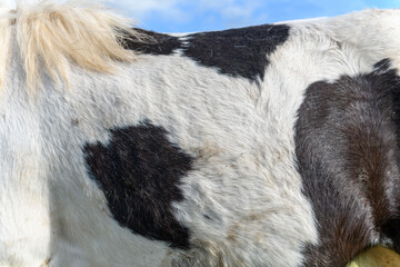 Detail of a horse's coat.