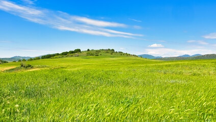 green grass and blue sky