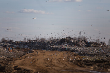 flocks of birds at the landfill. the landfill of dirty household waste pollutes the environment. the environmental problem of garbage dumps