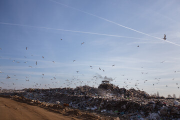 flocks of birds at the landfill. the landfill of dirty household waste pollutes the environment. the environmental problem of garbage dumps