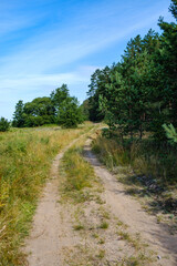 Fototapeta na wymiar narrow countryside forest road with gravel surface