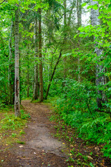 Obraz premium narrow countryside forest road with gravel surface