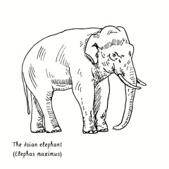 The Asian elephant (Elephas maximus) side view. Ink black and white doodle drawing in woodcut style.