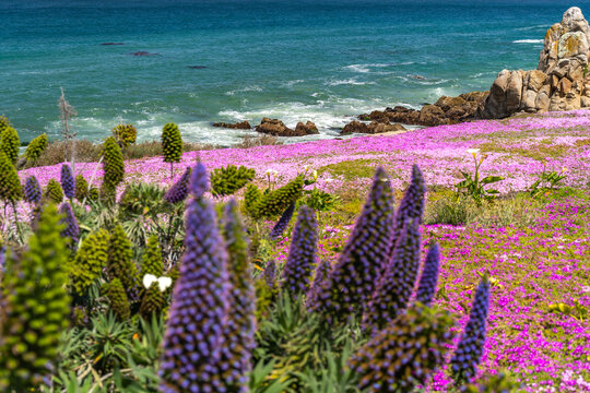 View of the Pacific Ocean and the blooming shore, Lovers Point Park, Monterey