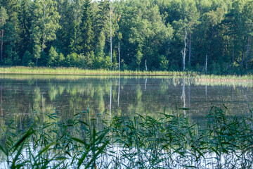 trees by the water with sky reflections