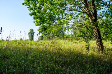 green fresh summer forest with tree trunks, stomps and grass