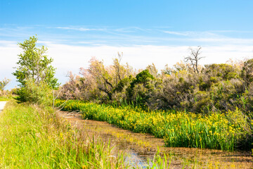 Camargue in south Provence, France