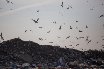 A large flock of seagulls flies over huge piles of garbage at a landfill site