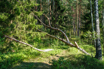 Obraz premium green fresh summer forest with tree trunks, stomps and grass