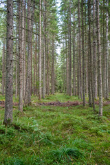 Fototapeta premium green fresh summer forest with tree trunks, stomps and grass