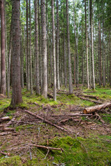 green fresh summer forest with tree trunks, stomps and grass