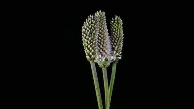 timelapse di fiori di colore rosa che sbocciano,i fiori di piantaggine mentre sbocciano in questo timelapse