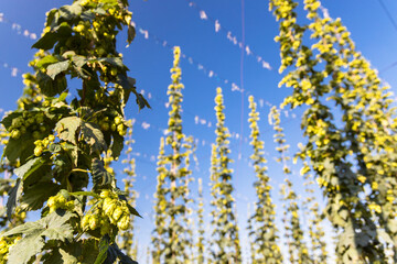 Hop field in Zatec region, Czech Republic