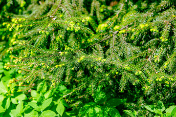 Fluffy textured leaves of evergreen coniferous tree