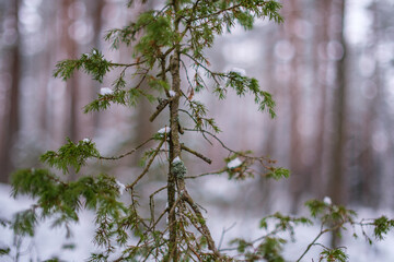 winter forest scene texture. trees covered in snow