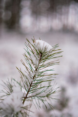 winter forest scene texture. trees covered in snow