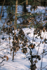 winter forest scene texture. trees covered in snow