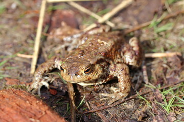 European toad